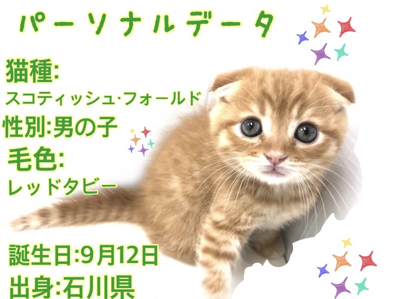 毛色は定番カラーともいえるレッドタビー | スコティッシュフォールド （150140） - 東川口店