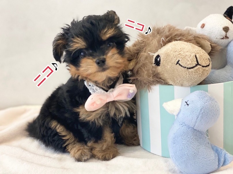 MIX犬は、お父さんとお母さんが違う純血種から生まれてきた子 | MIX犬 プーチー （311979） - 港北ニュータウン店