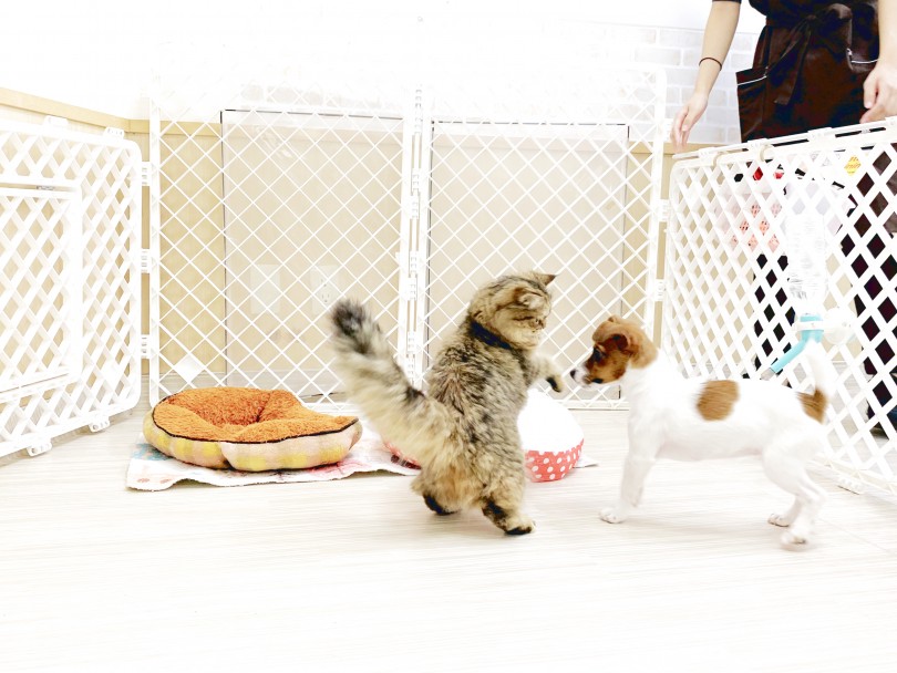 一番仲良しのマルチーズくんと、ときどきサイベリアンちゃんとも仲良く遊んでいます♪ | ジャックラッセルテリア （713730） - 鶴見店