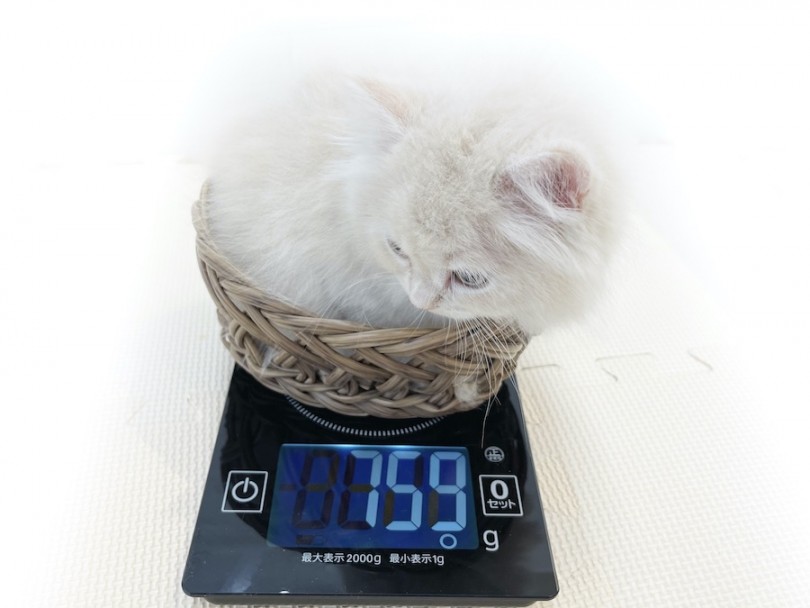 生後50日時点での体重は759g | ラガマフィン （814649）- 相模大塚店
