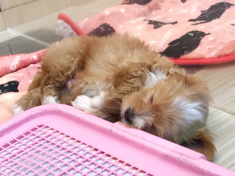 ご飯を食べた後はお昼寝タイム♪ | MIX犬 マルプー （119257） - 梅島店