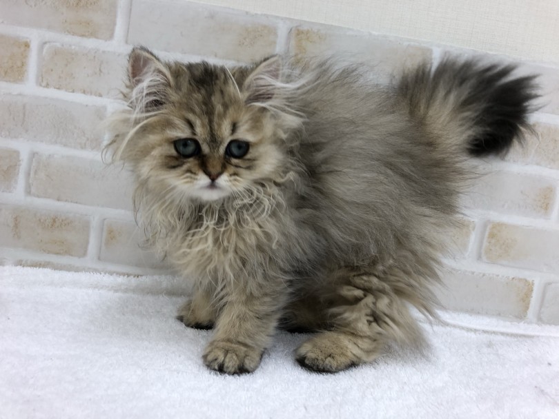 ねこ界最高のボリュームと言える長くて分厚い被毛 | ペルシャ （713752） - 鶴見店