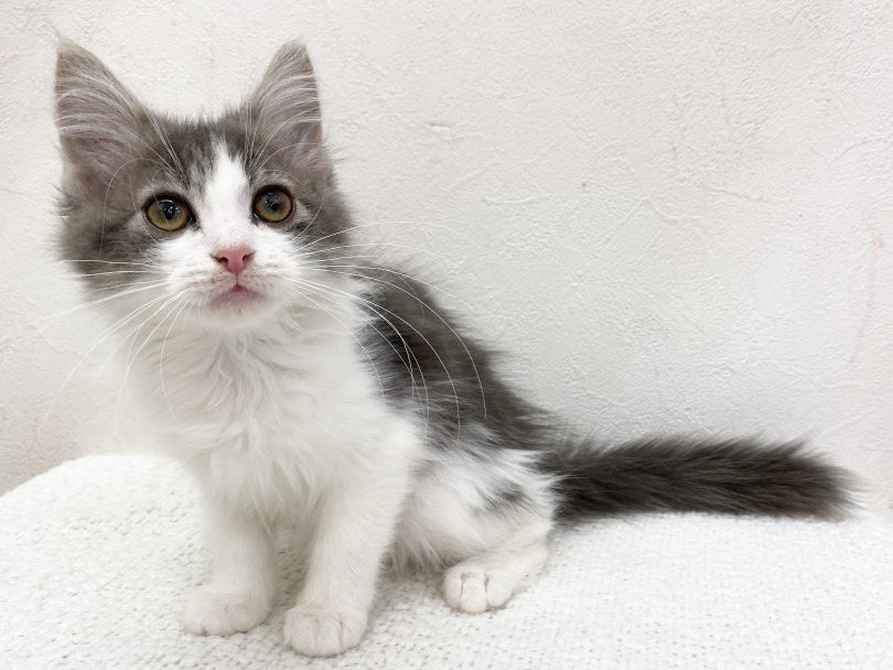 なんでノルウェージャンは他の猫ちゃんよりも毛がゴージャスなの！？ | ノルウェージャンフォレストキャット （116485） - 下丸子店