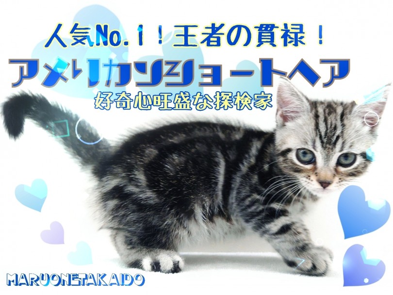 【 アメリカンショートヘア 】人気者No.1！王者の貫禄！好奇心旺盛な探検家！