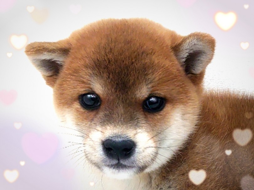 短めマズルにクリクリしたつぶらな瞳！ | 柴犬 （130269） - 高井戸店