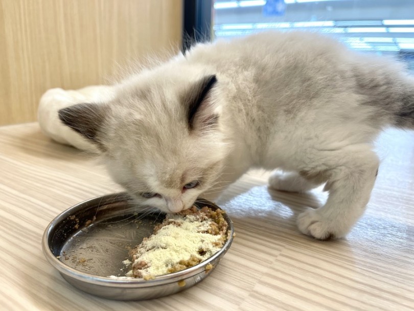 ゴハンは1口ずつ上品に食べ進めて行ってくれます | ラグドール （814650） - 相模大塚店