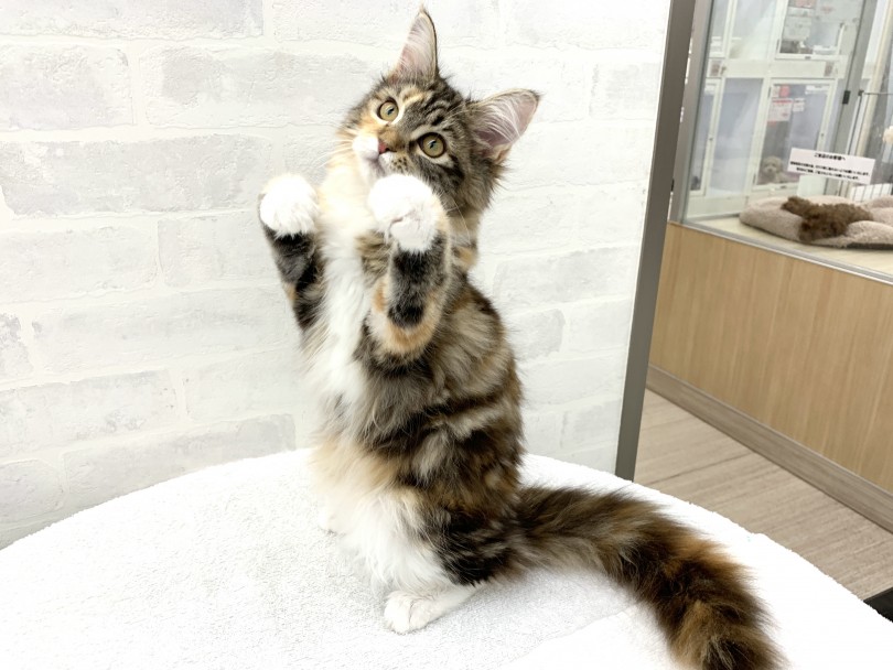 猫じゃらしで遊んでいる時に撮れたファイティングポーズ！ | メインクーン （014334） - 東日暮里店