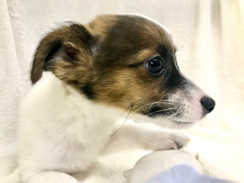 ジャックラッセルテリアの魅力を訓練士が分析 | ジャックラッセルテリア （117288） - 鎌ヶ谷店