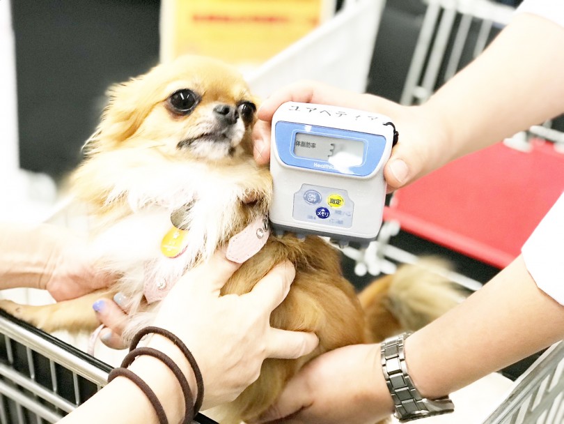 マルワン卒業生のレイちゃん（チワワ） | 愛犬の無料健康相談会＋体脂肪測定 - 東日暮里店