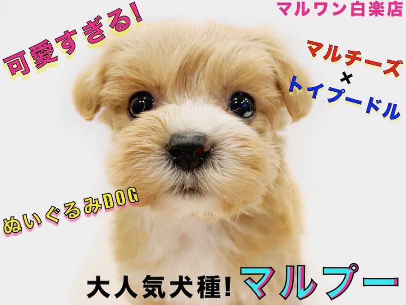 【 MIX 】大人気のハーフ犬！可愛さだけじゃない飼育のしやすさも抜群なんです！