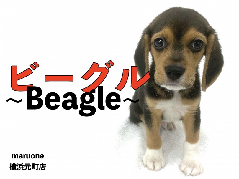 【 ビーグル 】頭の良さはピカイチな甘えん坊わんこ！