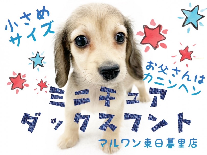 【 ミニチュアダックスフント 】お父さんがカニンヘンの小さめレディッシュボーイ！