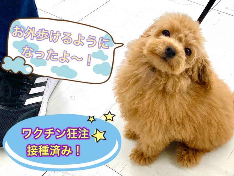 混合ワクチン・狂犬病予防注射が接種済み！ | トイ・プードル （150111） - 東川口店