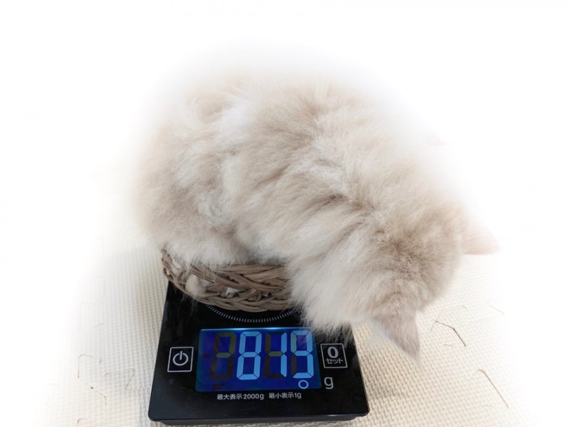 入店時は819g！まだまだ小さい | サイベリアン （814641） - 相模大塚店