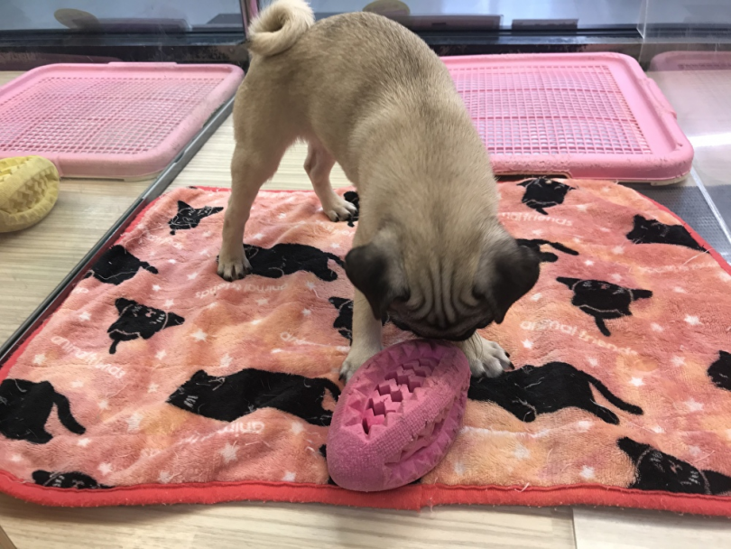 遊び大好き！ 性格は不思議ちゃん！？ | パグ （119253） - 梅島店