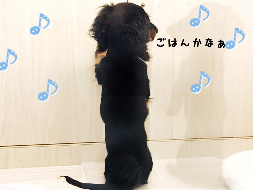 ごはんかな？とのぞき見をするほどごはんが大好き♪ | ミニチュア・ダックスフント （412941） - さいたま 武蔵浦和店