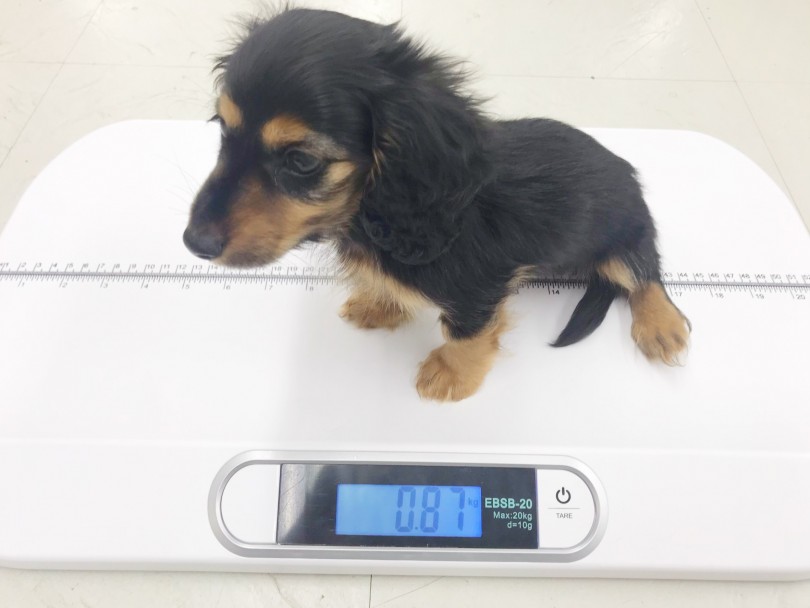 小振りボディは生後70日で0.87㎏ | カニンヘン・ダックスフント （914612） - 志村坂下店