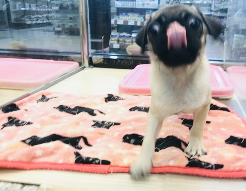 何かに驚いているご様子！ | パグ （119253） - 梅島店
