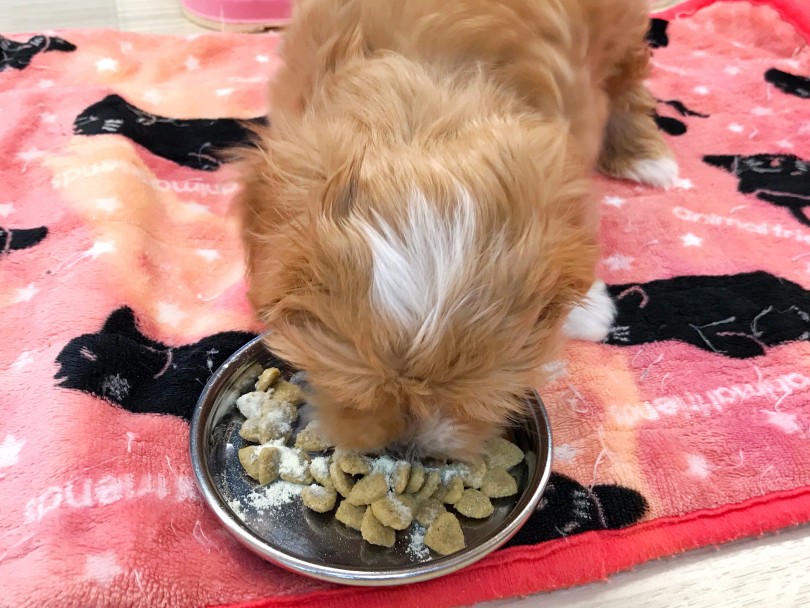 現在、朝昼晩の1日3回ご飯を食べています。 | MIX犬 マルプー （119257） - 梅島店
