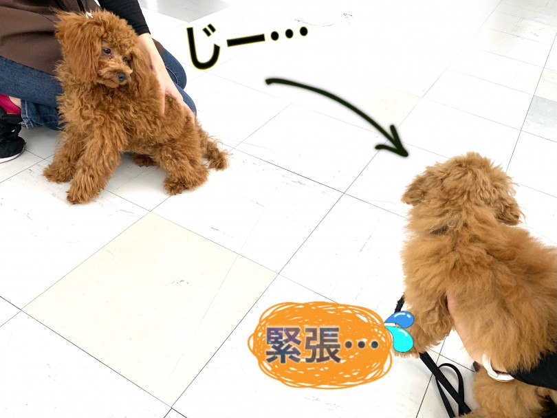 他のワンちゃんへの挨拶の仕方も勉強しています！ | トイ・プードル （150111） - 東川口店