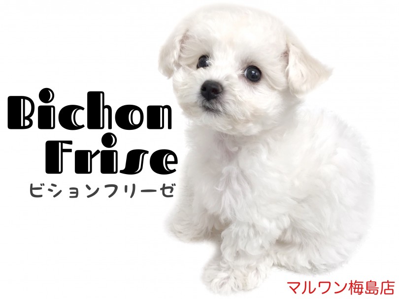 【 ビションフリーゼ 】プレミアム純白ガール！その可愛さの秘密とは？？