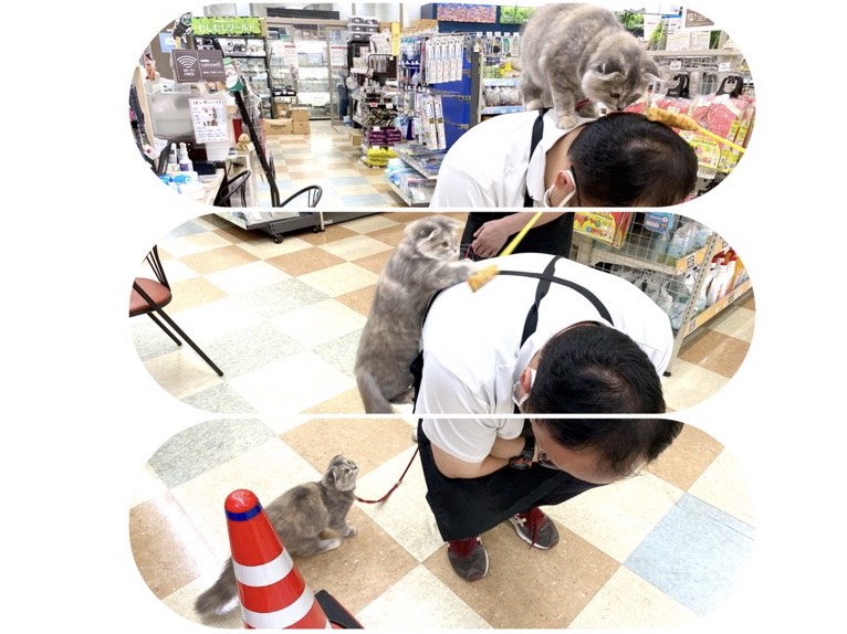 大好きな肩乗り | スコティッシュフォールド （118454） - 城山店