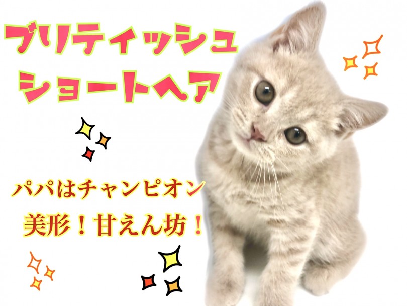 【 ブリティッシュショートヘア 】パパはICCチャンピオン猫！美形で甘えん坊！