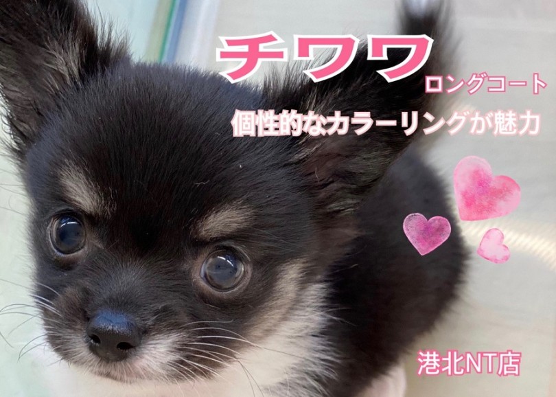 【 チワワ 】個性的なカラーリングの女の子！飼育に必要な用品もご紹介！