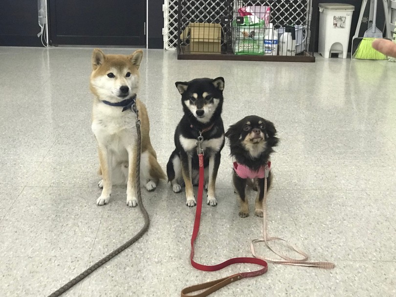 5ヶ月～10ヶ月の子犬は人間でいうと小学生～高校生の年齢 | 子犬のトレーニング - 鎌ヶ谷店