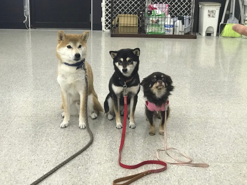 5ヶ月～10ヶ月の子犬は人間でいうと小学生～高校生の年齢 | 子犬のトレーニング - 鎌ヶ谷店