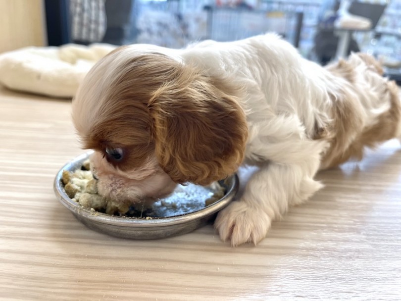 ご飯にダイブして食べています（笑） | キャバリア・キングチャールズ・スパニエル （814651） - 相模大塚店