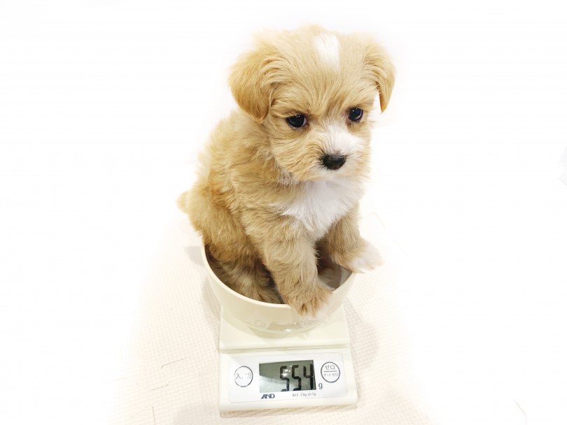 生後55日での体重は554g | MIX マルプー （11795） - 横浜 白楽店