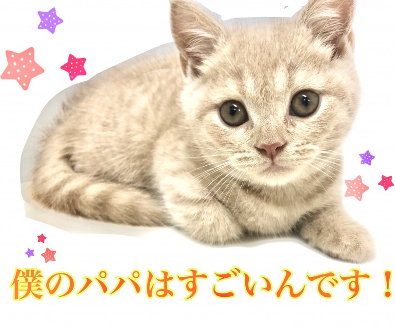 パパがICCチャンピオン！ | ブリティッシュショートヘア （150141） - 東川口店