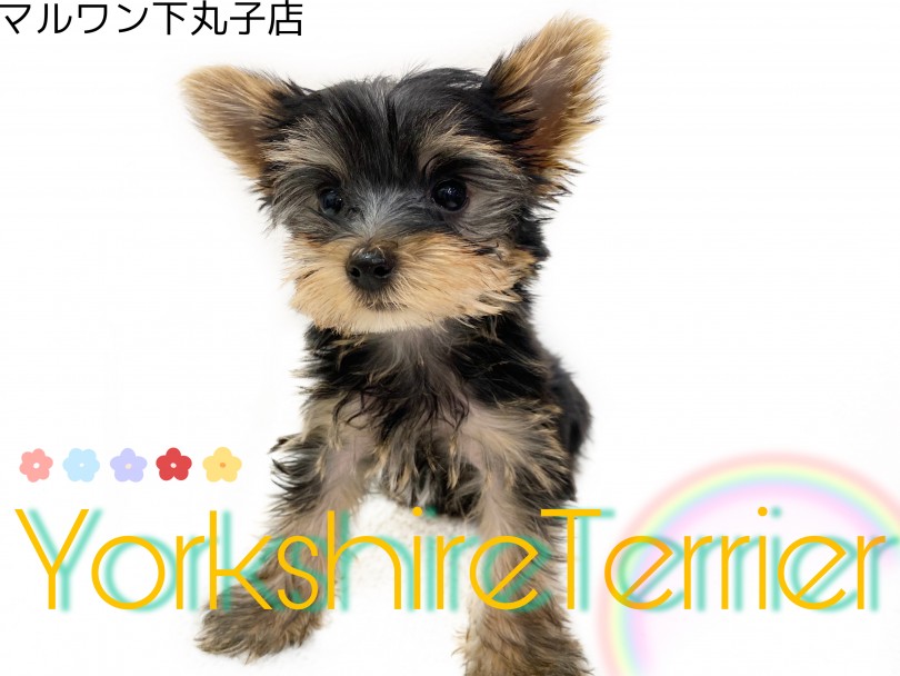 【 ヨークシャーテリア 】小さめ甘えん坊ヨーキーに惚れちゃう人続出！