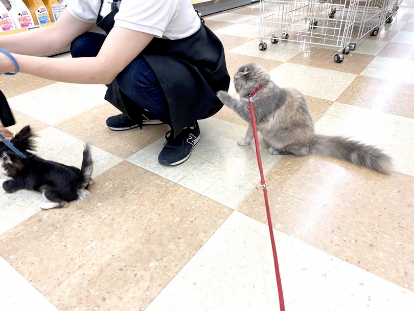 実はかまってちゃんな一面も | スコティッシュフォールド （118454） - 城山店