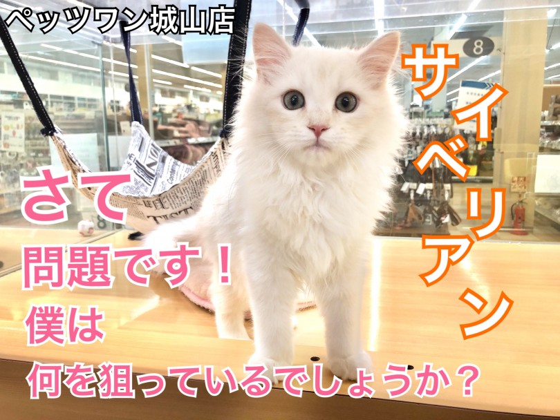【 サイベリアン 】抱っこ大好き甘えん坊アレルギーレスキャット