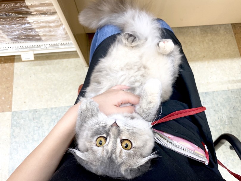 猫じゃらしで一緒に遊ぶのが特に大好き | スコティッシュフォールド （118454） - 城山店