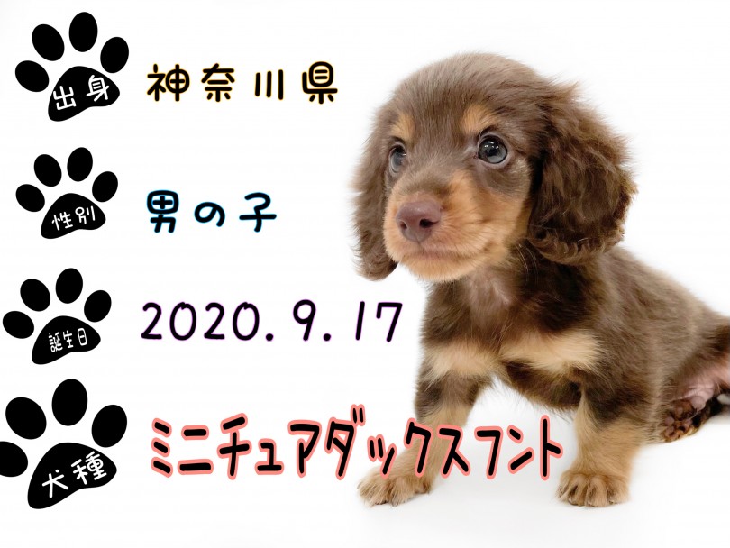 成犬時の体重は3～5㎏を予想 | ミニチュア・ダックスフント （150142） - 東川口店