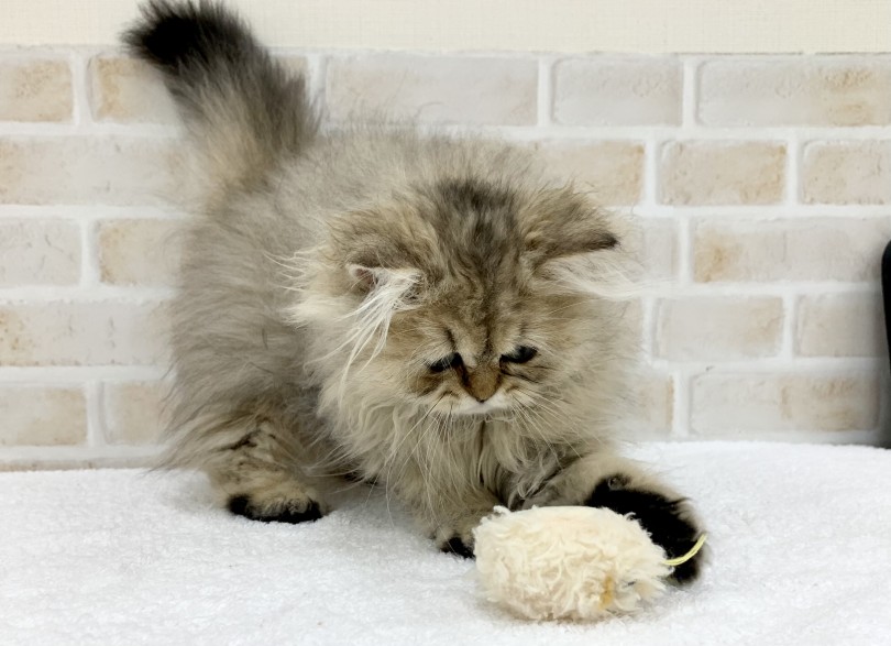 穏やかで甘えん坊なねこちゃんに癒されたい方必見！ | ペルシャ （713752） - 鶴見店