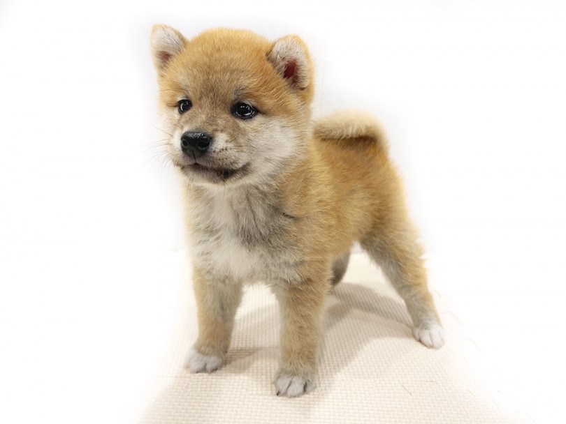 凛々しい出立ち！ | 柴犬 （11798） - 横浜 白楽店