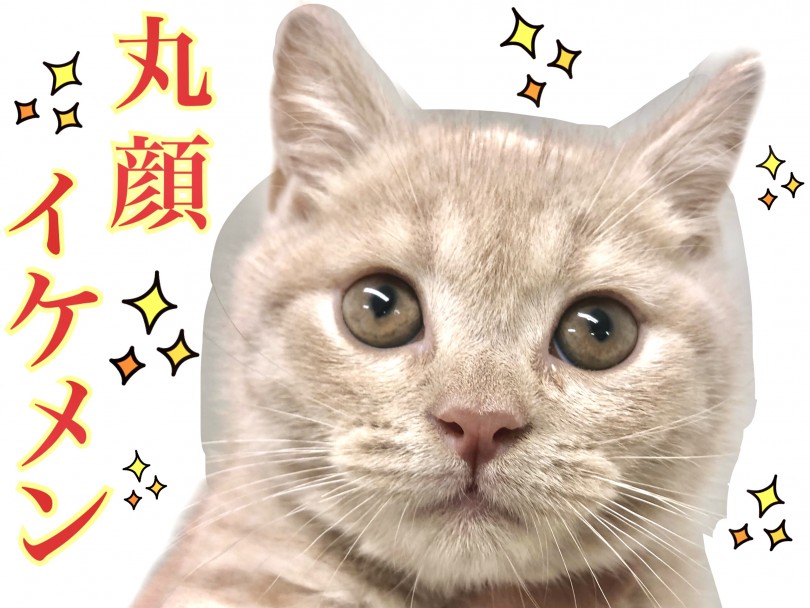 丸顔イケメン！ぱっちりおめめに逆三角形▽の整ったお顔立ち | ブリティッシュショートヘア （150141） - 東川口店