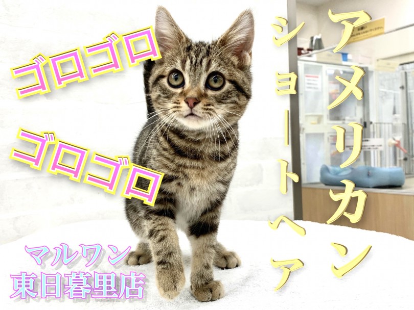 【 アメリカンショートヘア 】ブラウンカラーに磨きをかけるゴロゴロにゃんこ！