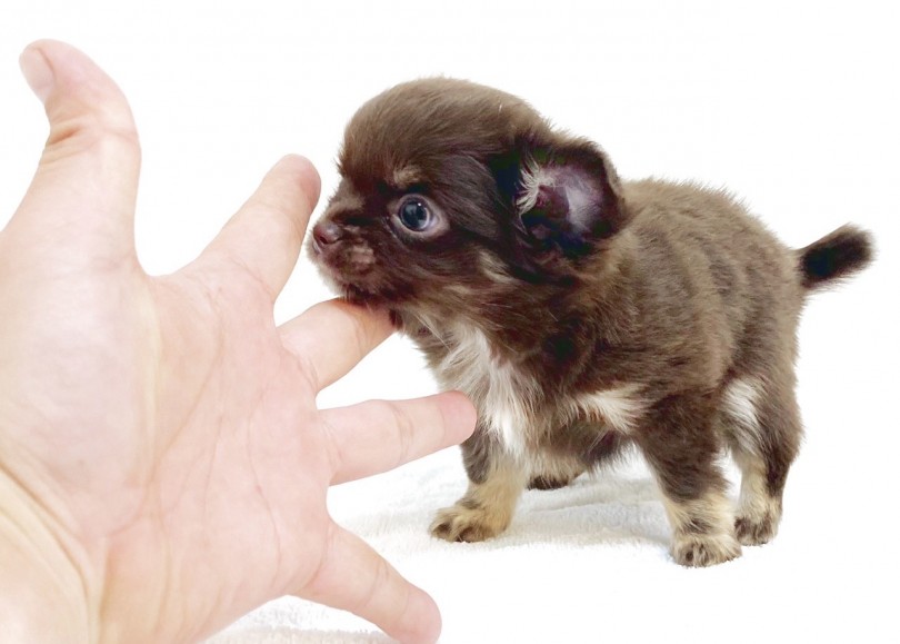 国内でも圧倒的な飼育率を誇るコンパクトサイズ！ | チワワ （6130983） - 大倉山店