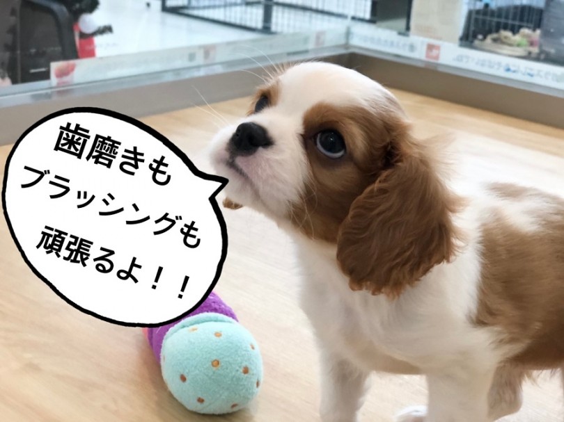 魅力たっぷりのキャバリアちゃんと新しい生活をはじめてみませんか？ | キャバリア・キングチャールズ・スパニエル （311978） - 港北ニュータウン店
