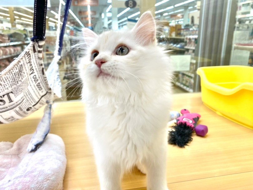 猫アレルギーが出にくい猫種 | サイベリアン （118494） - 城山店