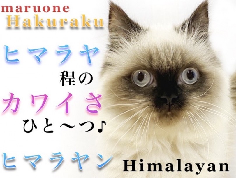 【 ヒマラヤン 】懐っこいドールフェイスの持ち主！手入れ＆食事のポイント紹介