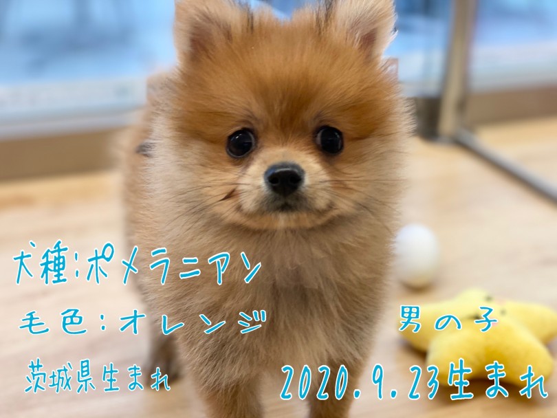 ギュッとつまったショートボディ・王道のオレンジカラーにタレ目が特徴的な男の子 | ポメラニアン （311980） - 港北ニュータウン店
