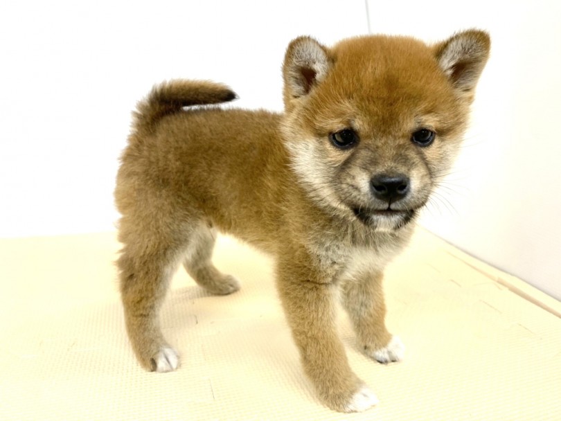 縄文時代からの日本人のパートナー | 柴犬 （118516） - 城山店