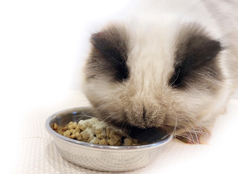 食事中もゴロゴロ言いながらフードを食べるヒマラヤンちゃん♪ | ヒマラヤン （11789） - 横浜 白楽店