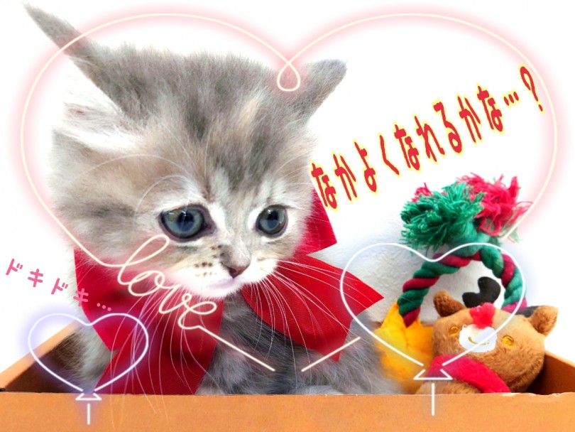 モフモフにゃんことの楽しいペットライフを満喫してみてはいかがでしょう? | ラガマフィン (130283) - 高井戸店